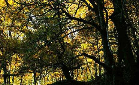 Bosque de robles