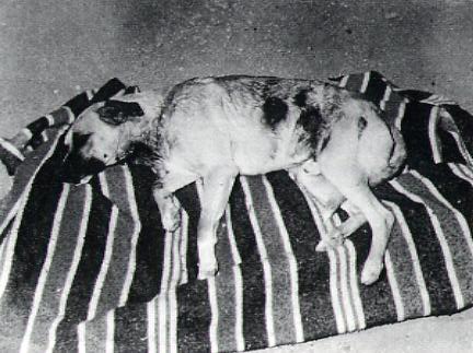 perros de taco